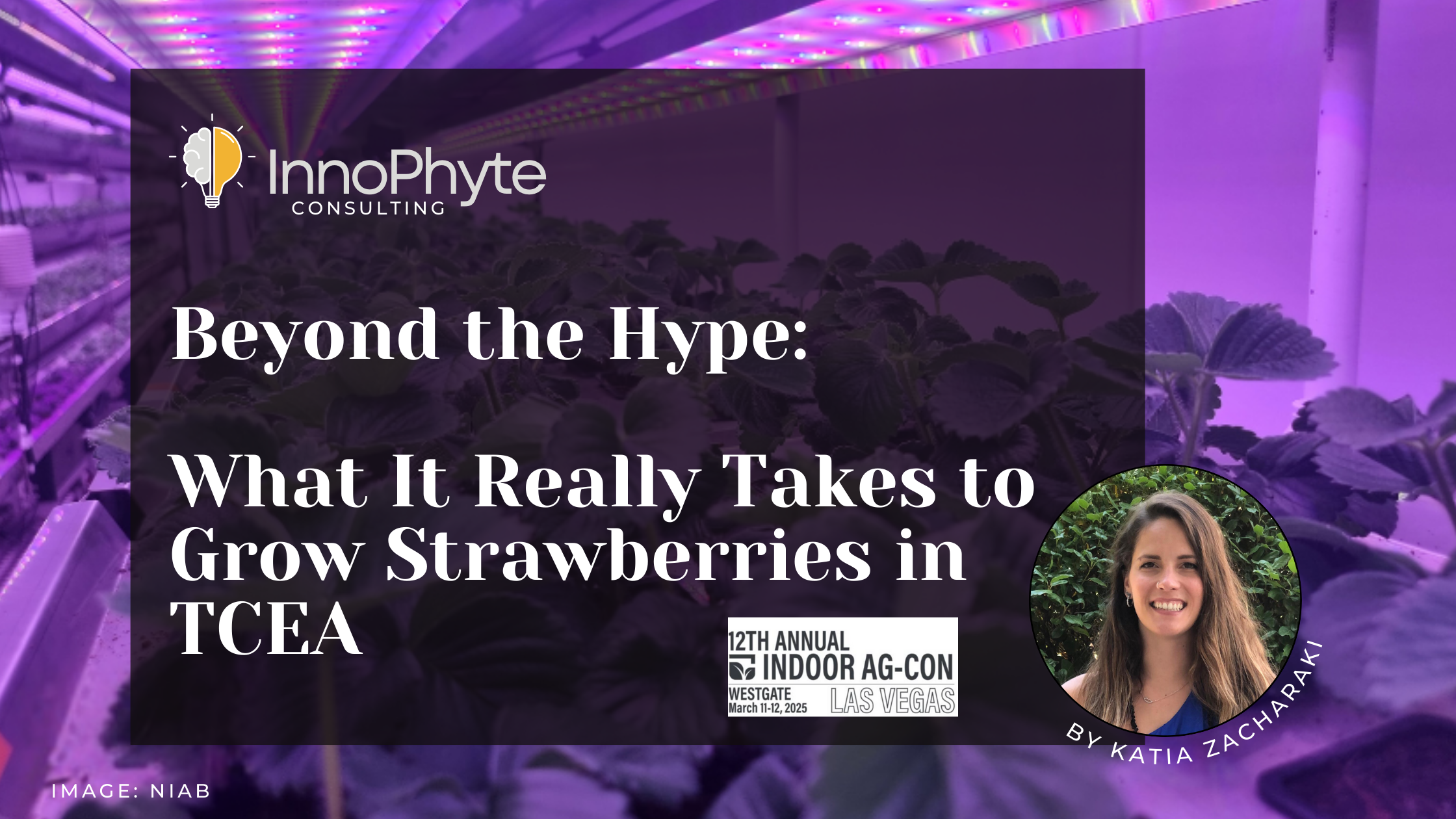 Beyond the Hype What it Really Takes to Grow Strawberries in TCEA