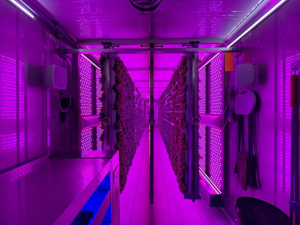 CtP Lettuce - Lights